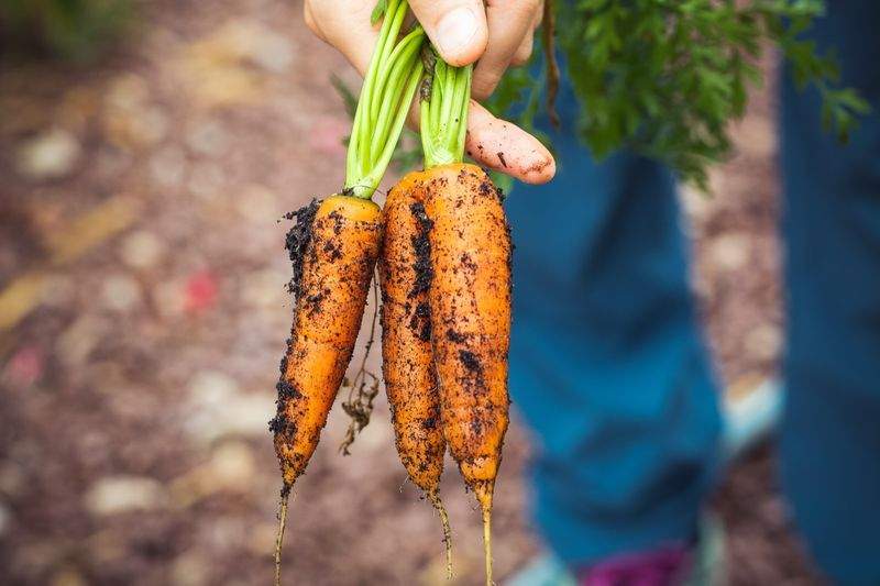 春の庭づくりで大切にしたい植栽計画
